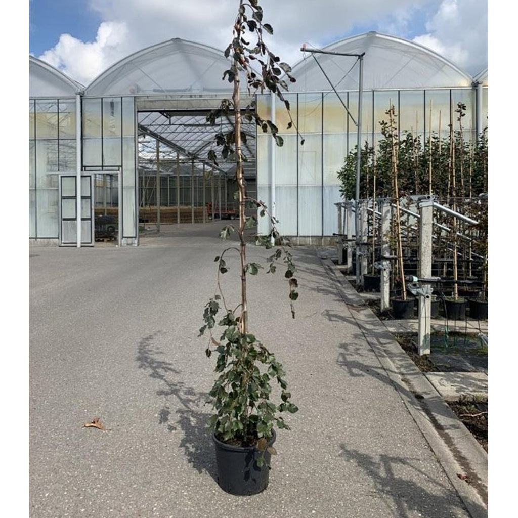 Blodbok – Fagus sylvatica 'Black Swan' - C20 6/8 150 CM Stem